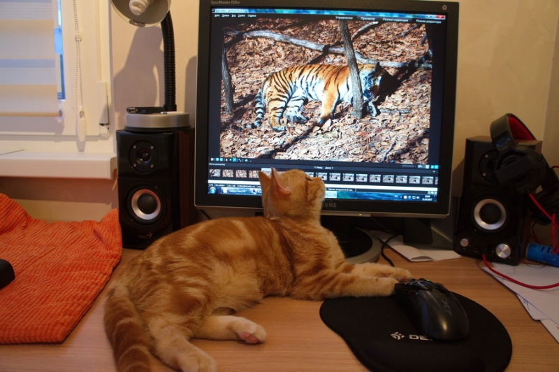 Поговорим о кошках43