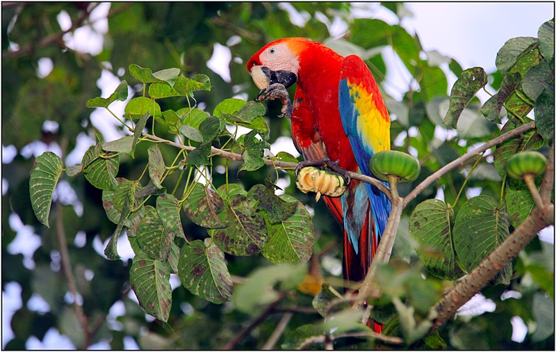 Коста-Рика: в поисках животных между двумя океанами