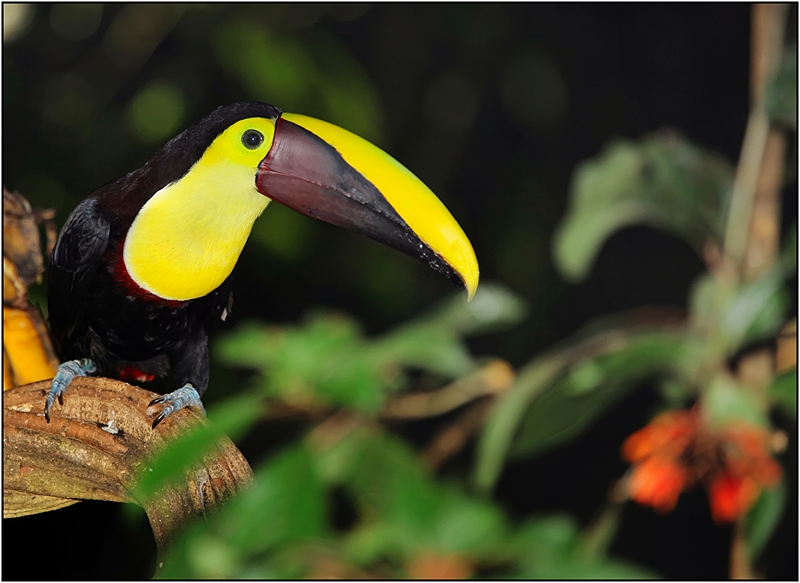 Коста-Рика: в поисках животных между двумя океанами