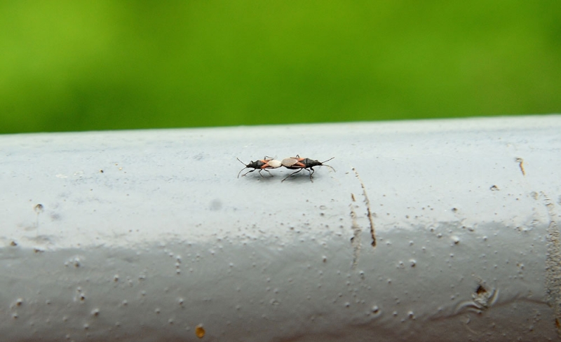 32. Ужгород. 371 - DSC_7510. Трошки порнографії