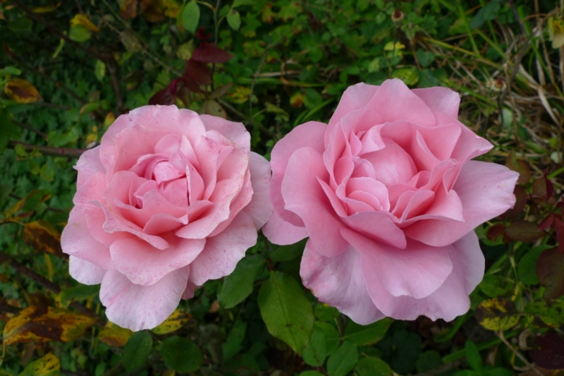 Любимые сады и парки Англии