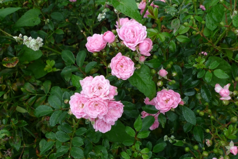 Любимые сады и парки Англии