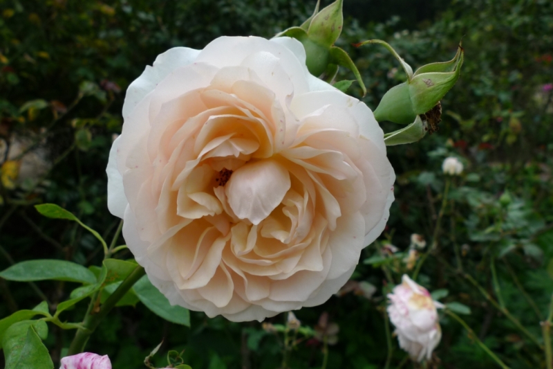 Любимые сады и парки Англии