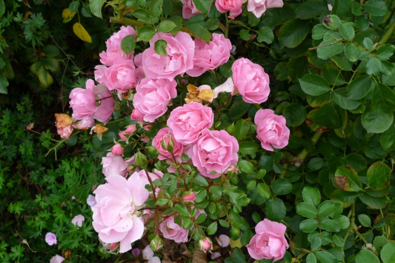 Любимые сады и парки Англии