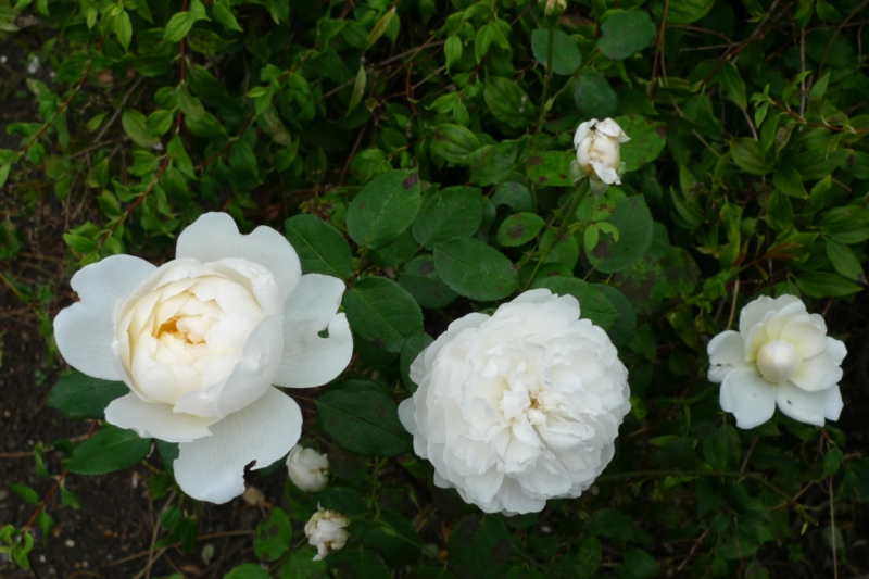 Любимые сады и парки Англии