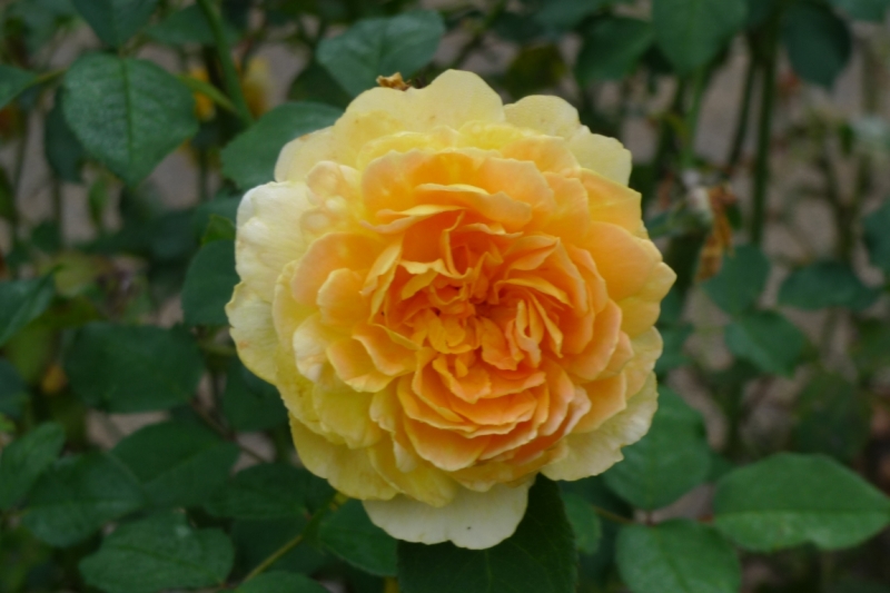 Любимые сады и парки Англии