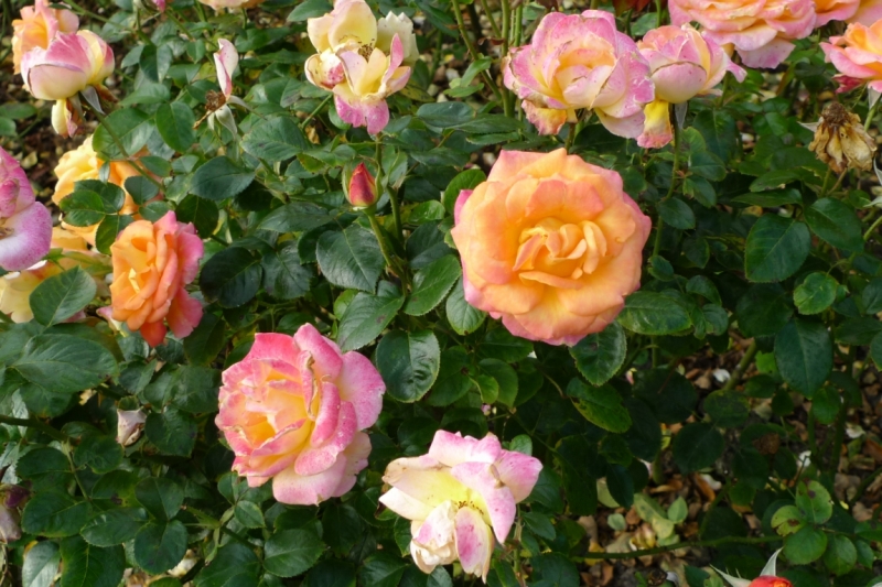 Любимые сады и парки Англии