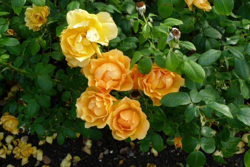 Petra, Ирочка!!! С Днём Рождения тебя, наше Солнышко!!!