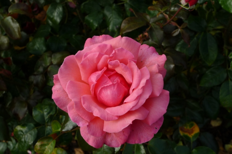 Любимые сады и парки Англии