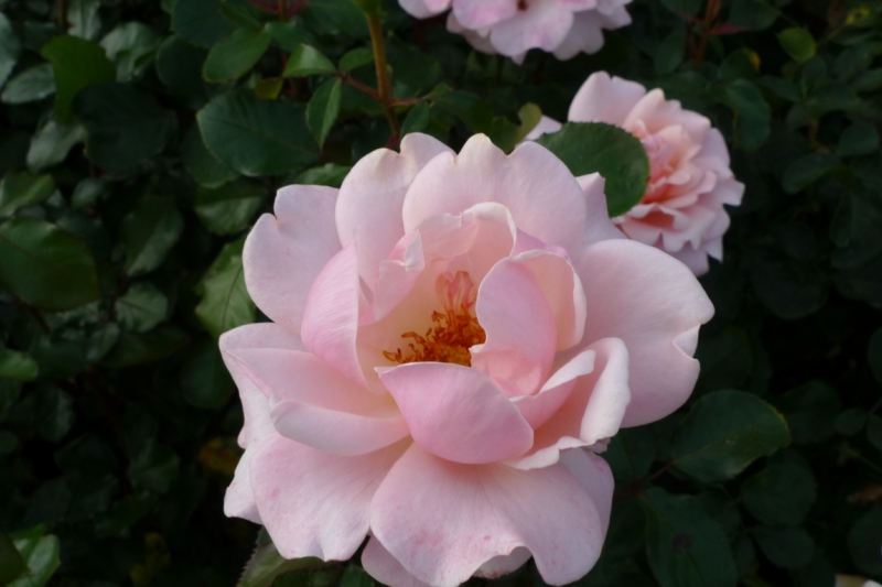 Любимые сады и парки Англии