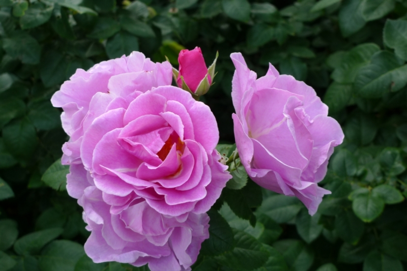 Любимые сады и парки Англии