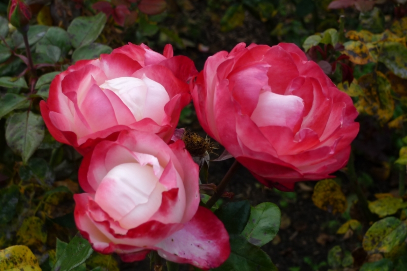 Любимые сады и парки Англии