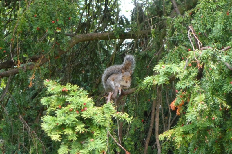 Любимые сады и парки Англии