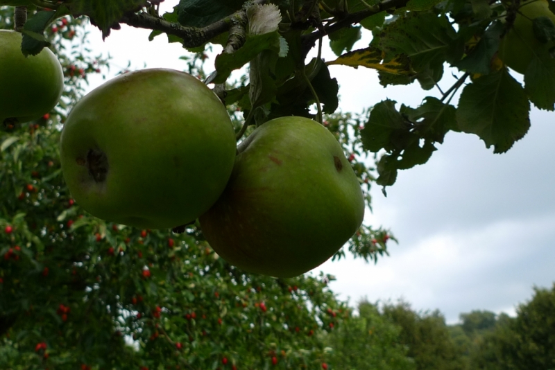 Любимые сады и парки Англии