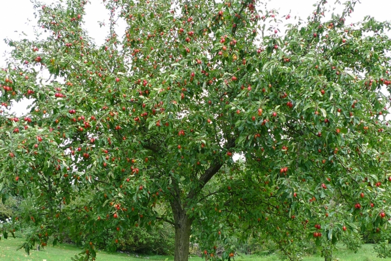 Любимые сады и парки Англии