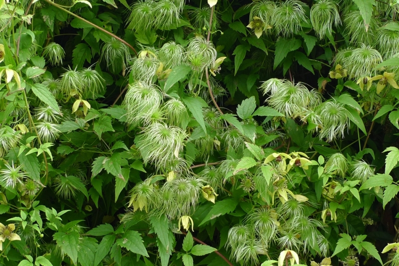 Любимые сады и парки Англии