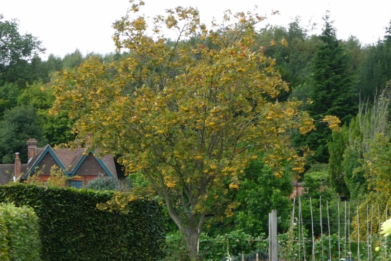 Любимые сады и парки Англии