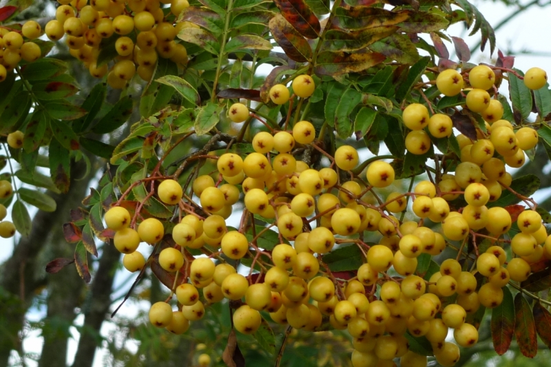 Любимые сады и парки Англии