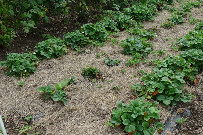 Любимые сады и парки Англии