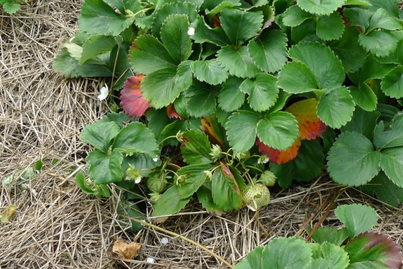 Любимые сады и парки Англии