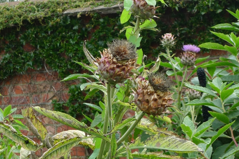 Любимые сады и парки Англии