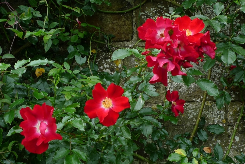 Любимые сады и парки Англии