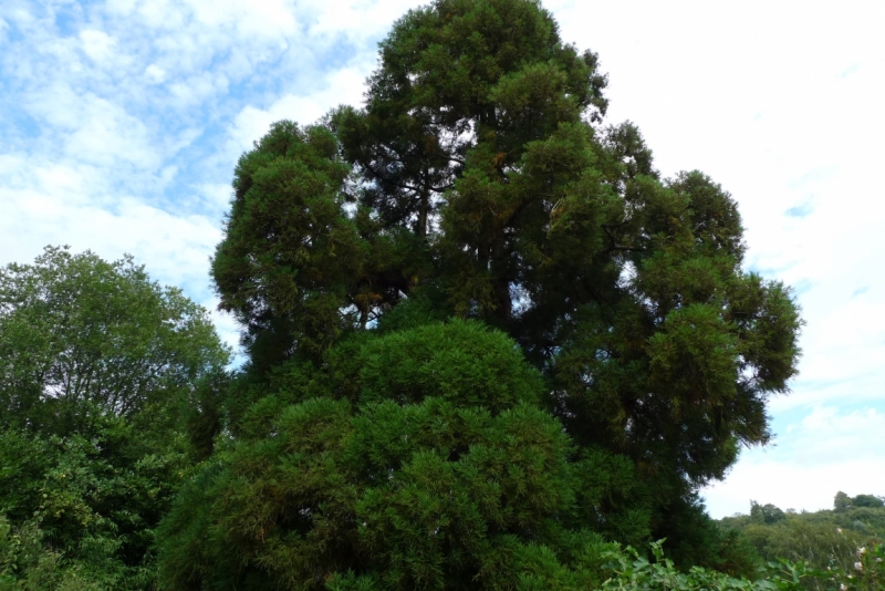 Любимые сады и парки Англии