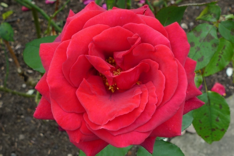 Любимые сады и парки Англии