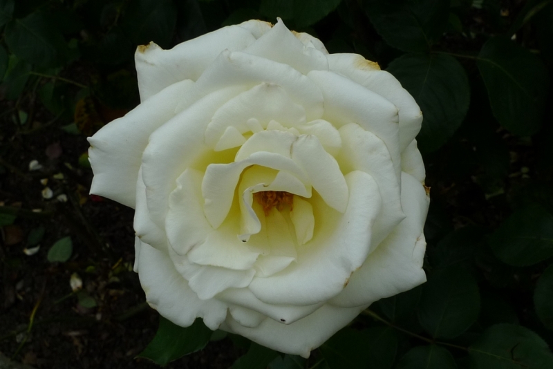 Любимые сады и парки Англии