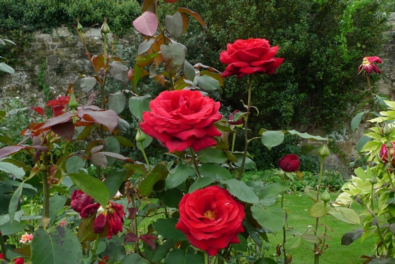 Любимые сады и парки Англии