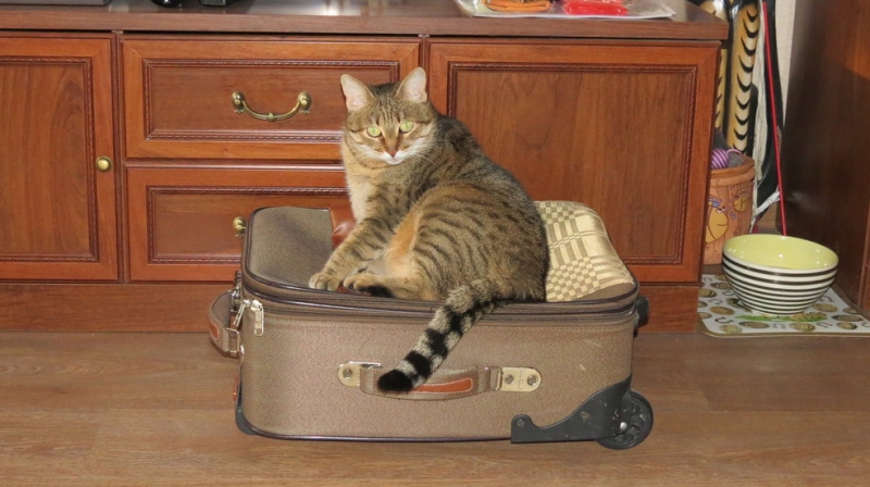 Поговорим о кошках43