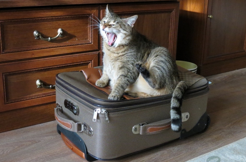 Поговорим о кошках43