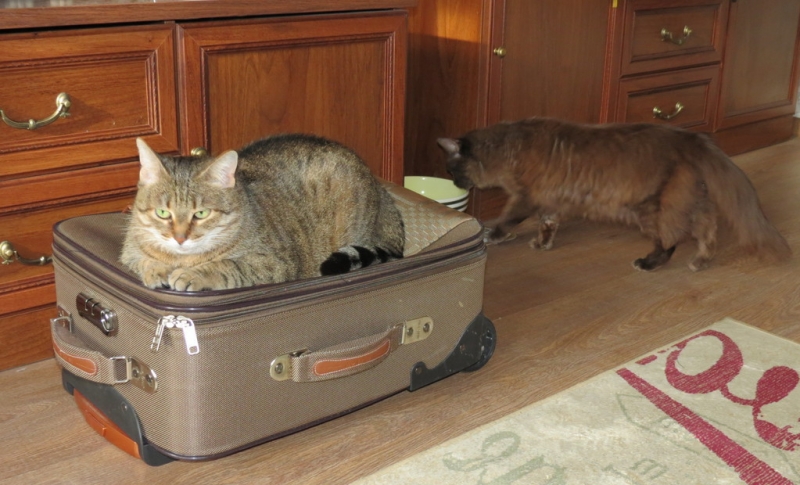 Поговорим о кошках43