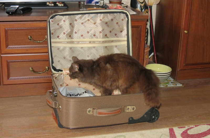 Поговорим о кошках43