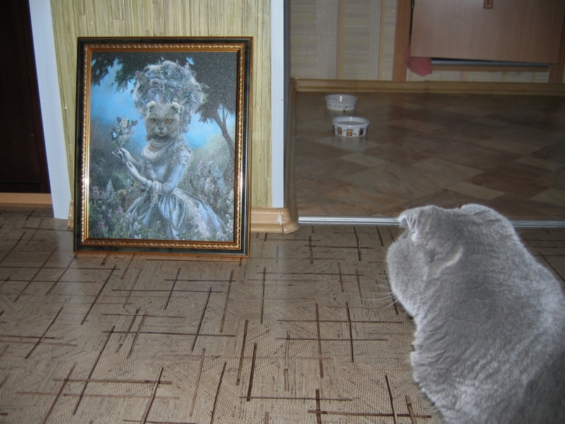 Поговорим о кошках43