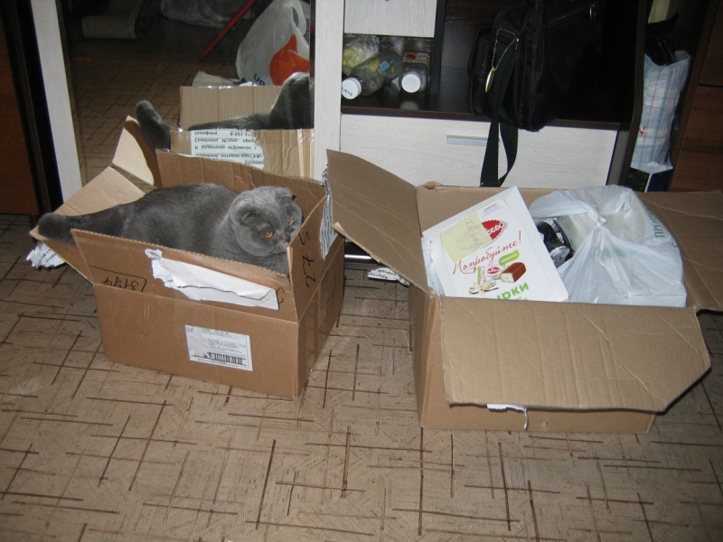 Поговорим о кошках43