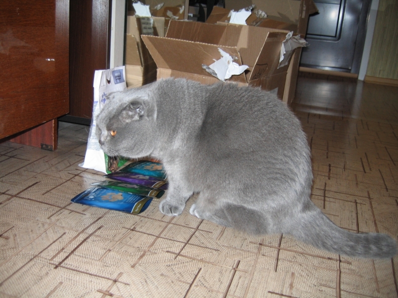 Поговорим о кошках43