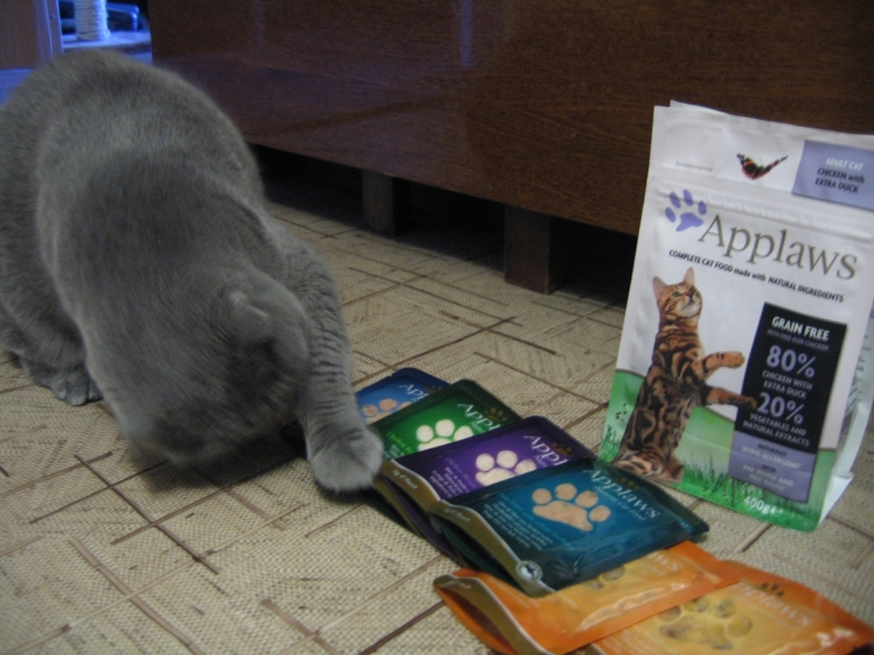 Поговорим о кошках43