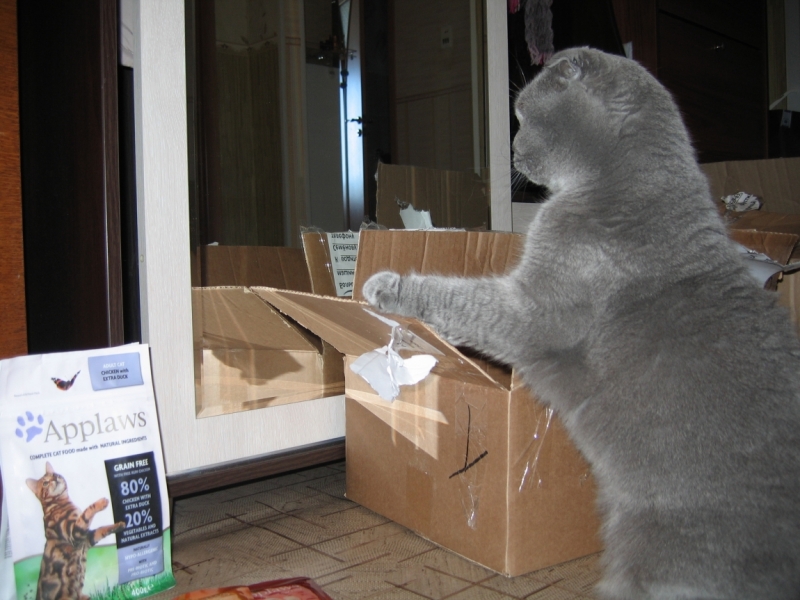 Поговорим о кошках43