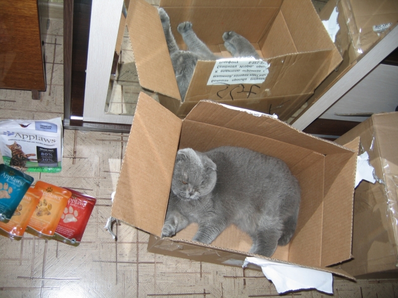 Поговорим о кошках43