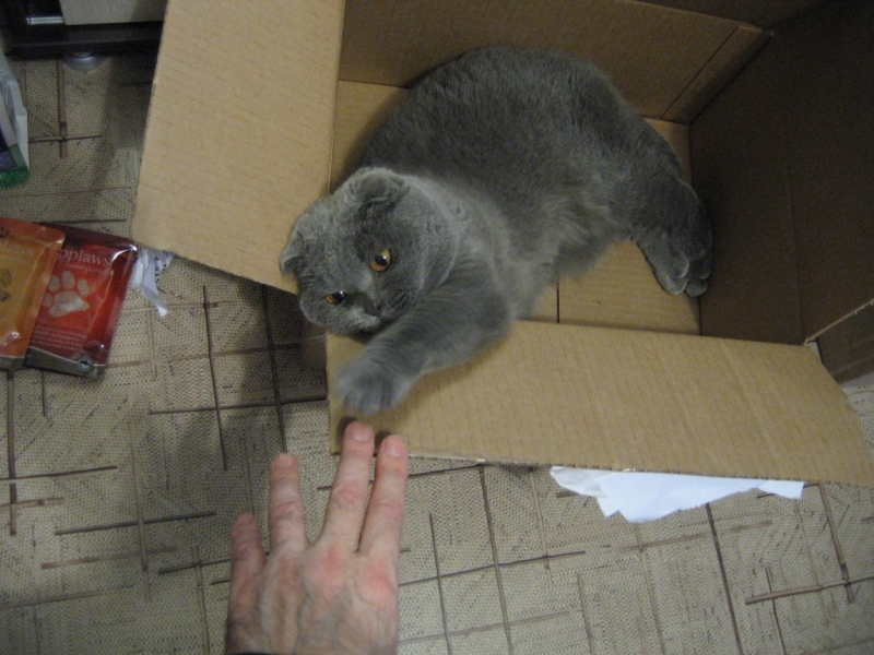 Поговорим о кошках43