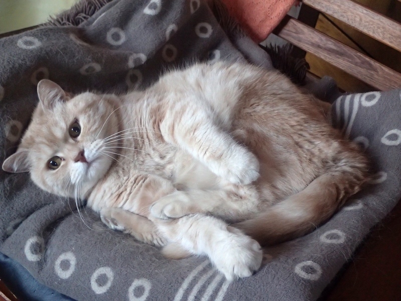 Поговорим о кошках43