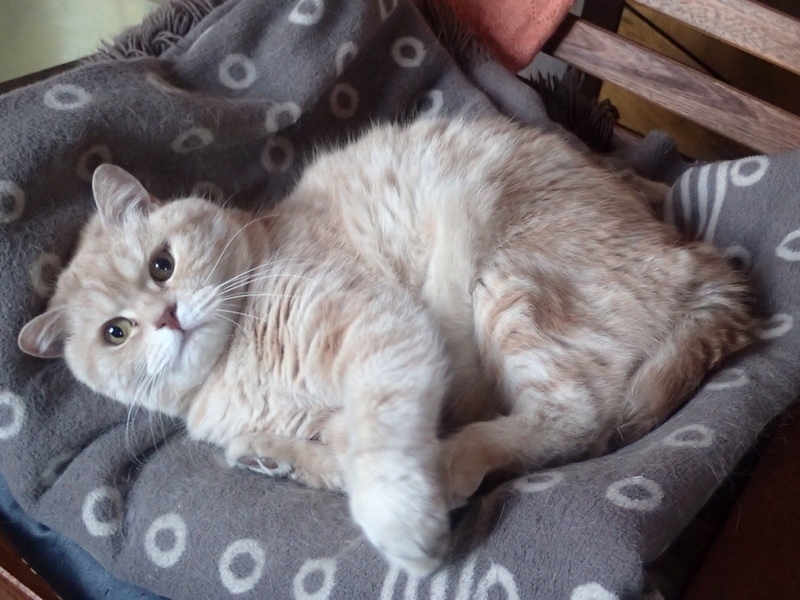 Поговорим о кошках43