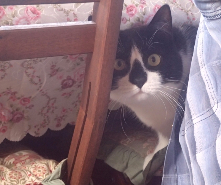 Поговорим о кошках43