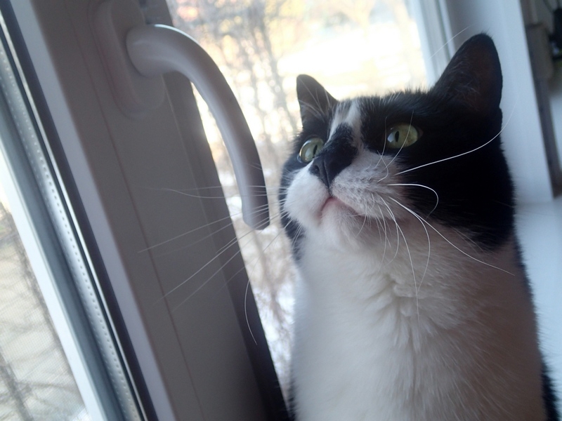 Поговорим о кошках43