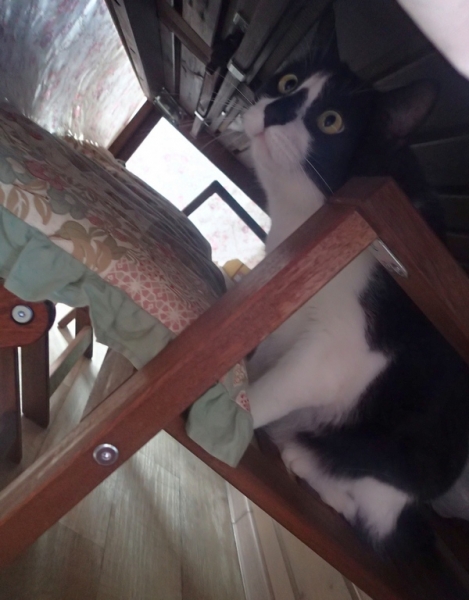 Поговорим о кошках43