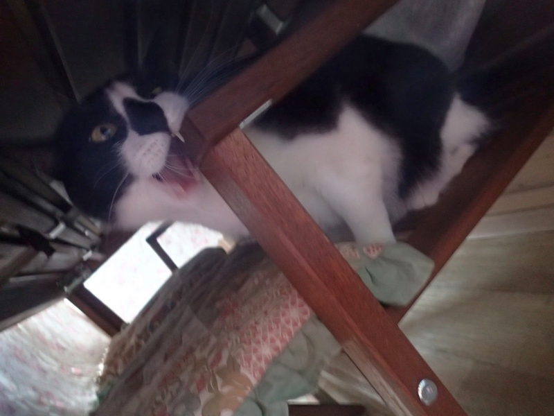 Поговорим о кошках43