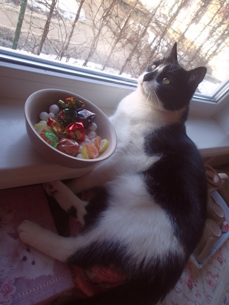 Поговорим о кошках43