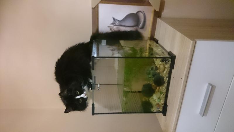 Поговорим о кошках43