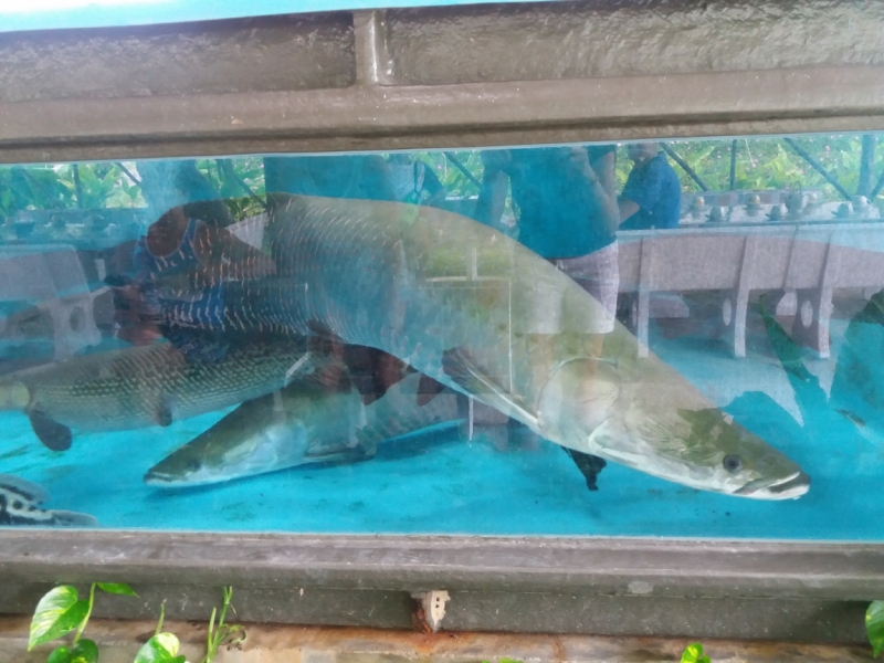 Второй заход. Наш теплый декабрь 2016 (Пхукет, Краби, Бангкок)